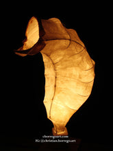 Load image into Gallery viewer, REINCARNATION / REENCARNACION  (available)